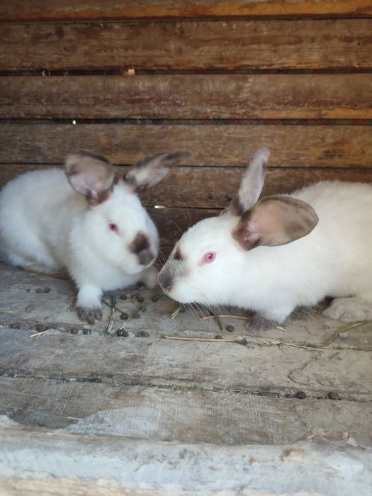 Кролики мардер каліфорнія шиншила