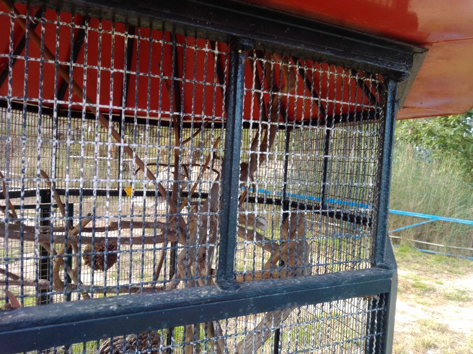 Viveiro Pássaros Ferro Grande