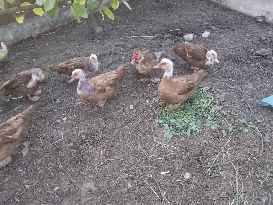 Індокачки продам