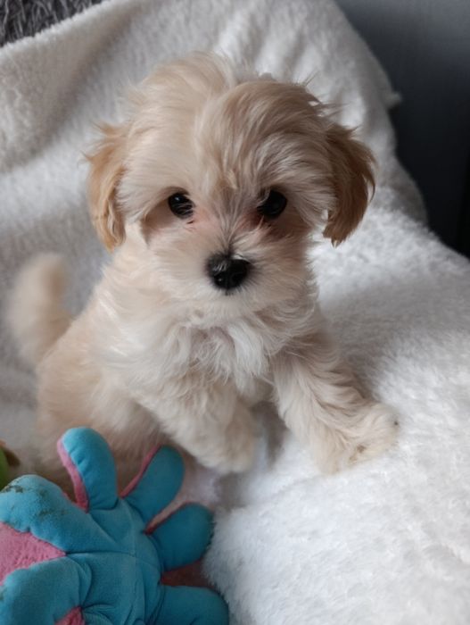 MALTIPOO- cudowna sunia