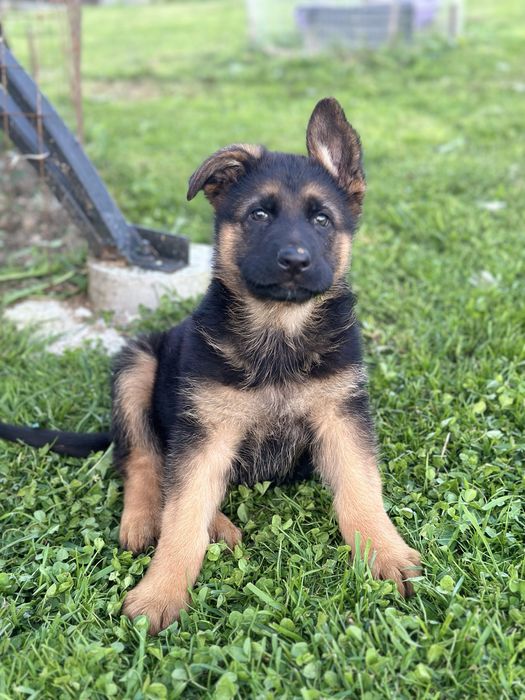 Цуценята німецької вівчарки,дві красуні.