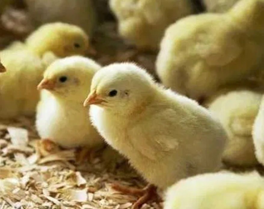 Інкубаційні яйця Фоксі  Чік