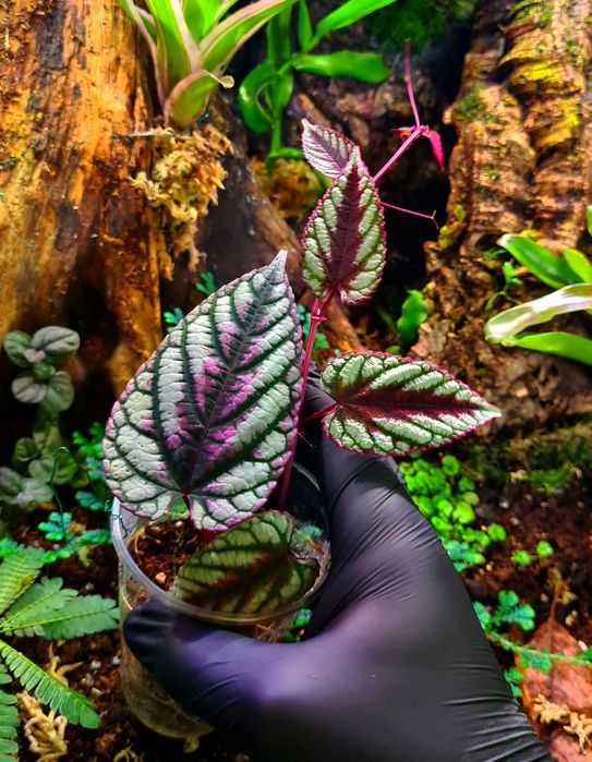 Rośliny do terrarium, paludarium, wiwarium