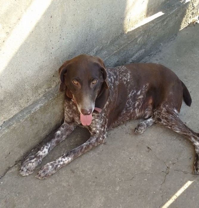 Отдам даром в добрые руки собаку породы Куцхаар