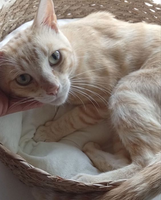 Gatinho 8 meses para adoção responsável