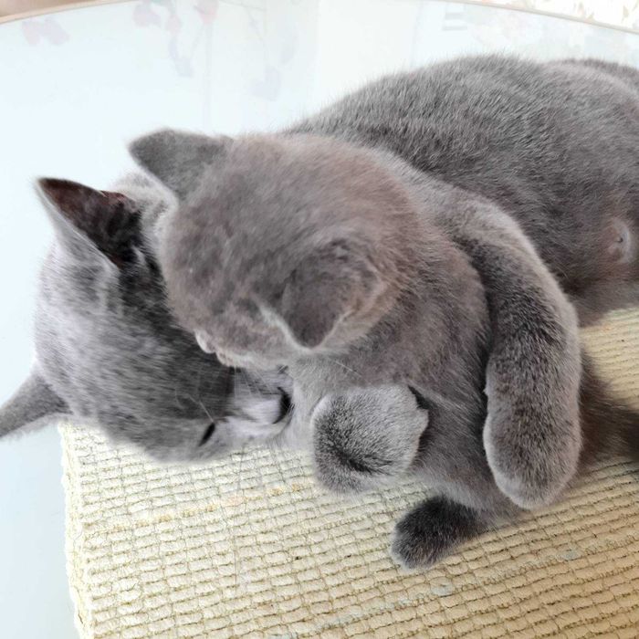 Gatinho fofinho muito querido.