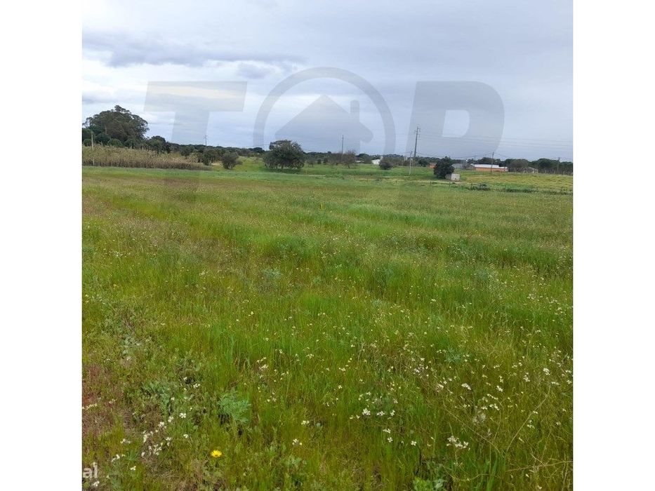 Terreno Agrícola - Foros da Charneca - 50.000€
