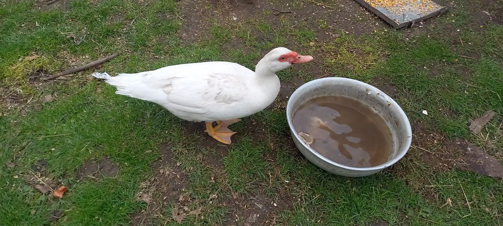 Продам мускусних качок