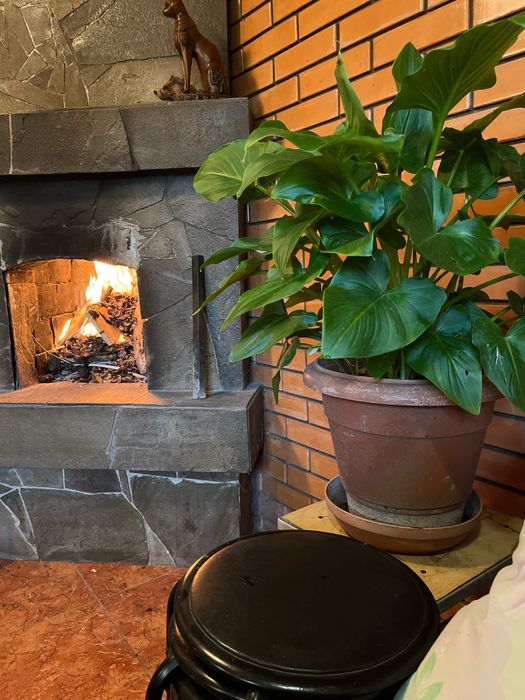 Цветы, калы, декоративные цветы