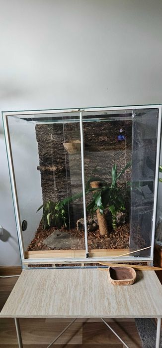 Gekon orzesiony + terrarium