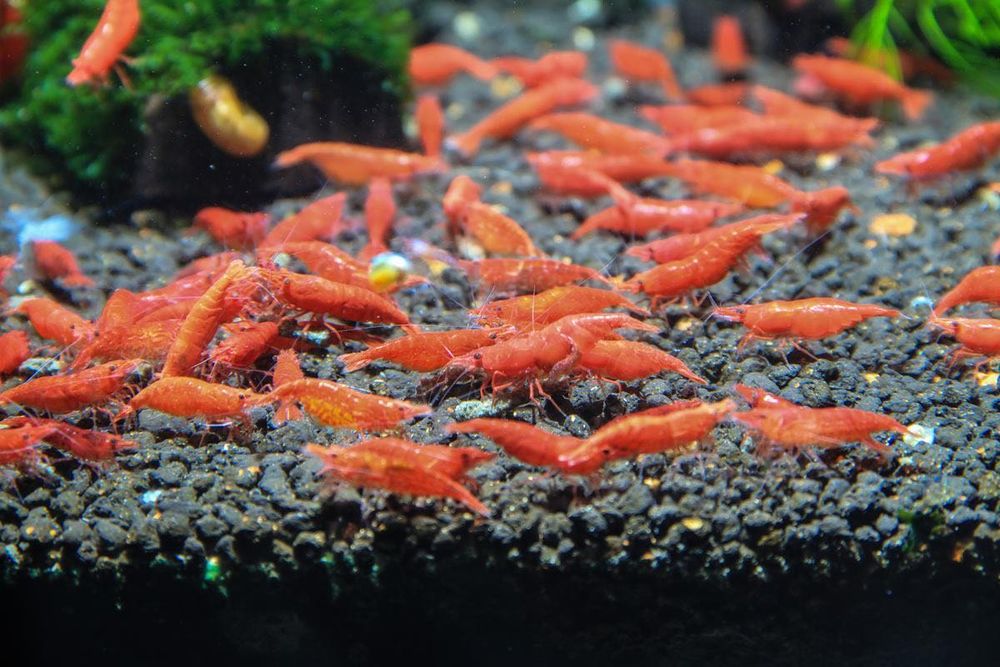 Camarões Red Cherry (Neocaridina davidi) – Vermelho Intenso