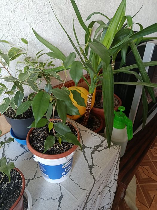 Продам рослину фікуса