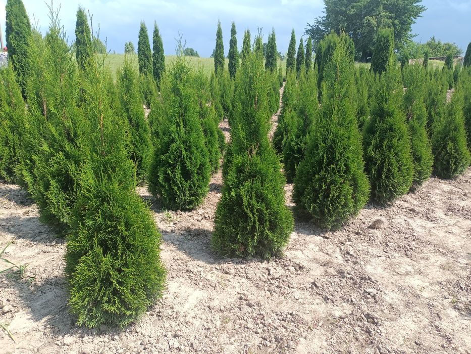 Туя smaragd смарагд
