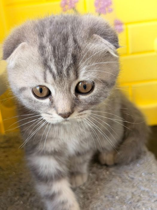 Gatinha Scottish Fold Silver Tabby com branco