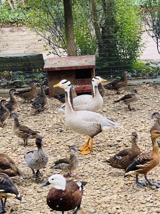 Patos dendrocisne / mandarim /carolino,