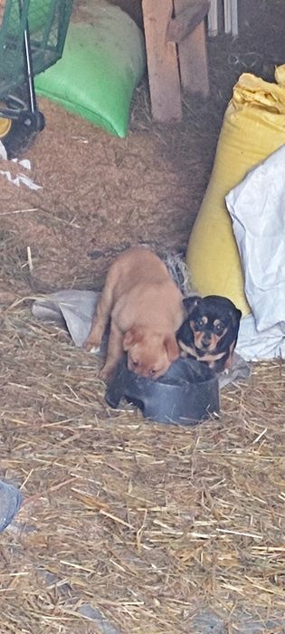 Oddam pieski za darmo