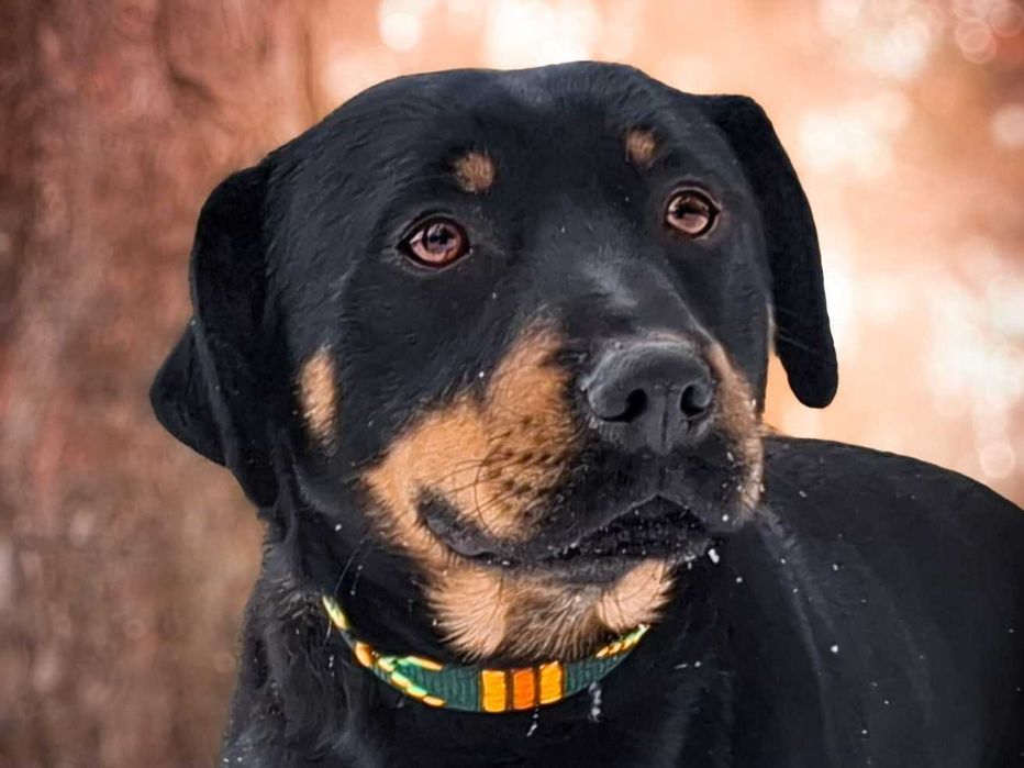 KANTI - rozkoszny, przyjacielski młodziaczek