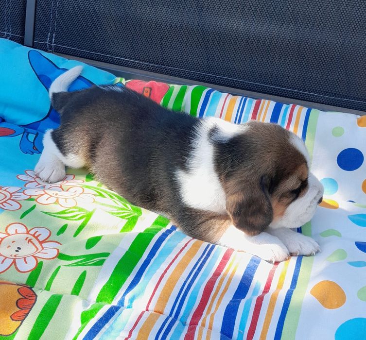 Beagle szczeniak ZKwP(FCI)