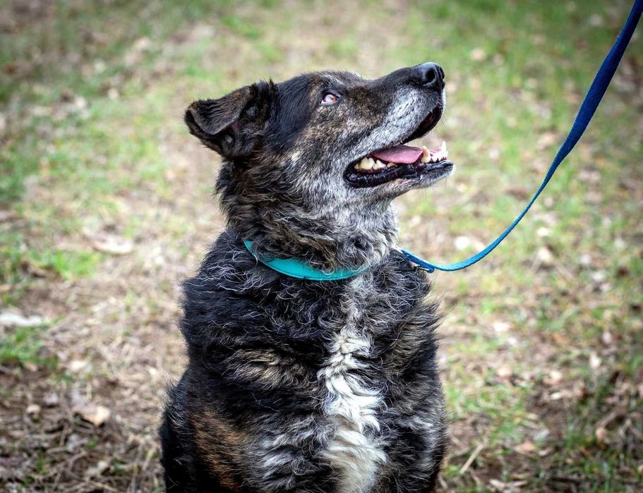 Esej - psi przystojniak o przepięknym charakterze