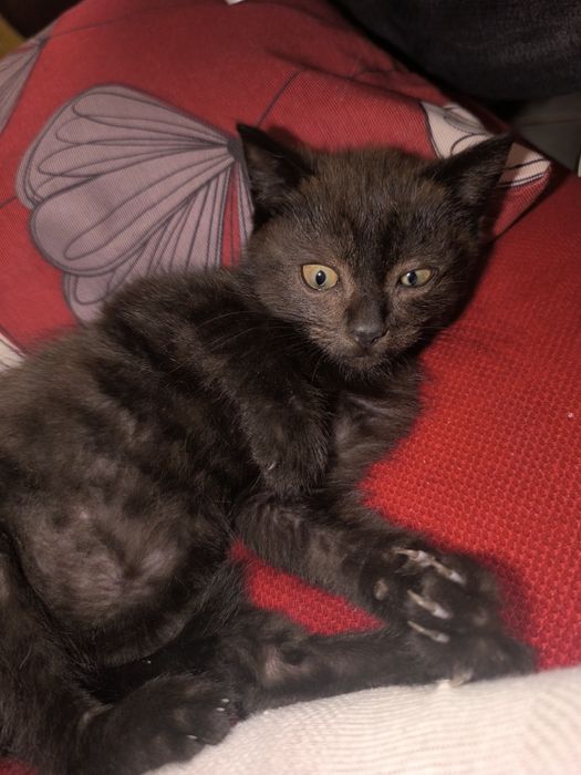 Кошенятко в добрі руки