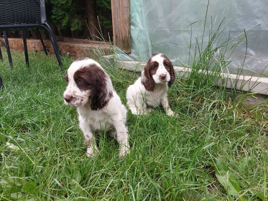 Cocker spaniel szczeniak