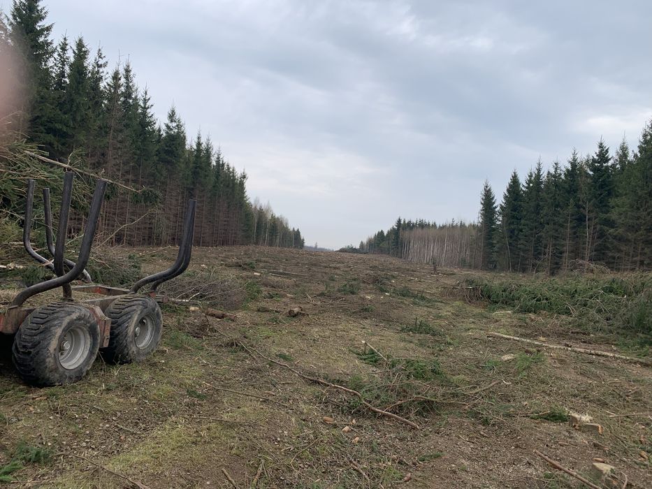 Wycinka drzew/zarośli