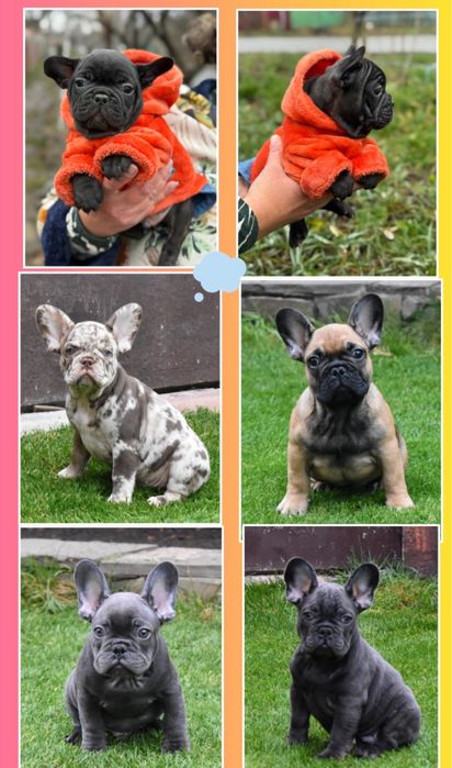 Шикарные  малыши французики разных цветов