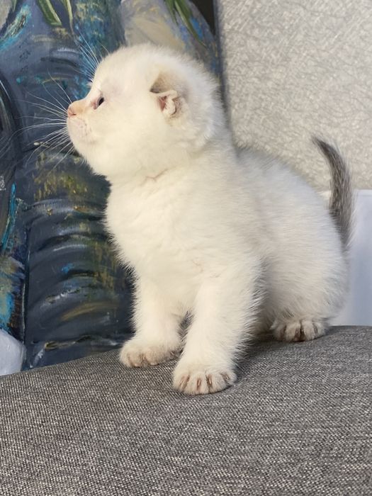 Золотая шиншилла