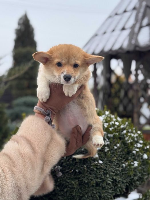 Шикарні цуцики Коргі Пемброк