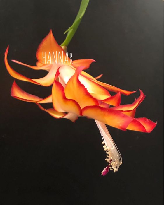 Шлюмбергера Sangeeta