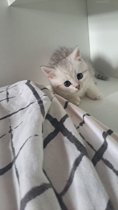 Scottish straight silver chinchilla