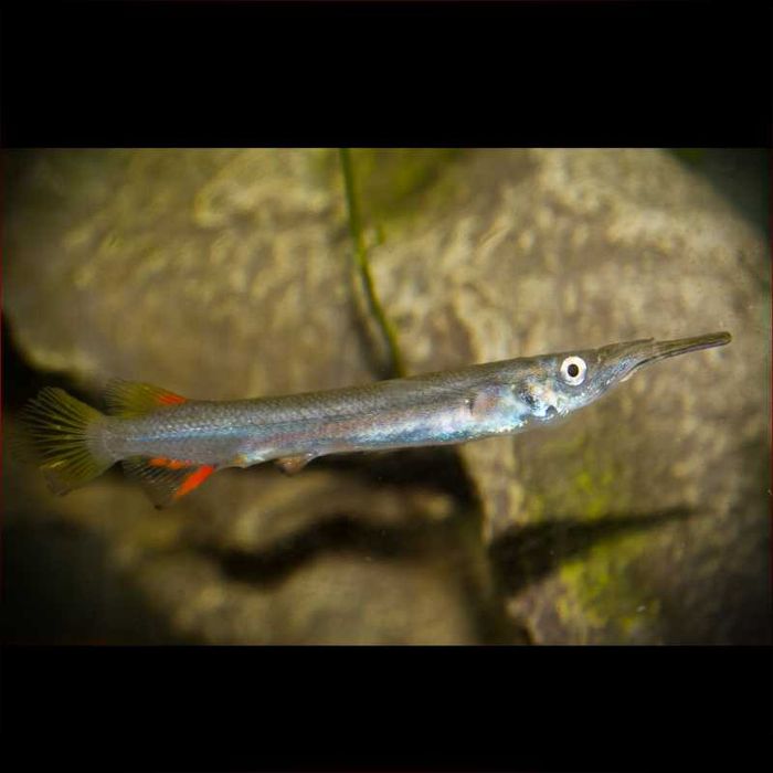 Agulhinha viviparo \ dermogenys pusilla