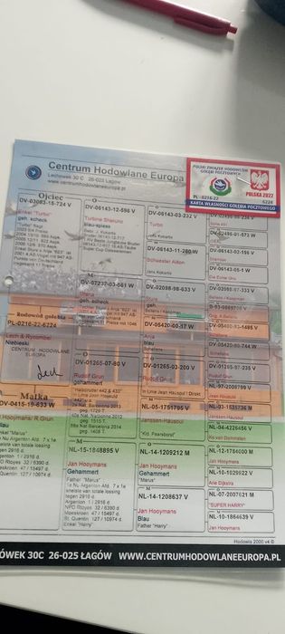 Sprzedam pocztowe samczyki