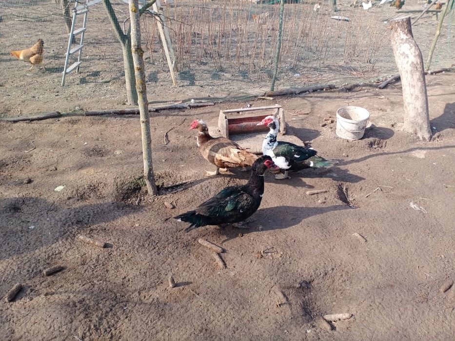 Качур шипун, индоутка.