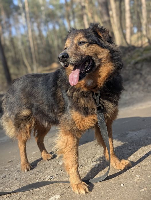 Puchaty Gibson szuka domu