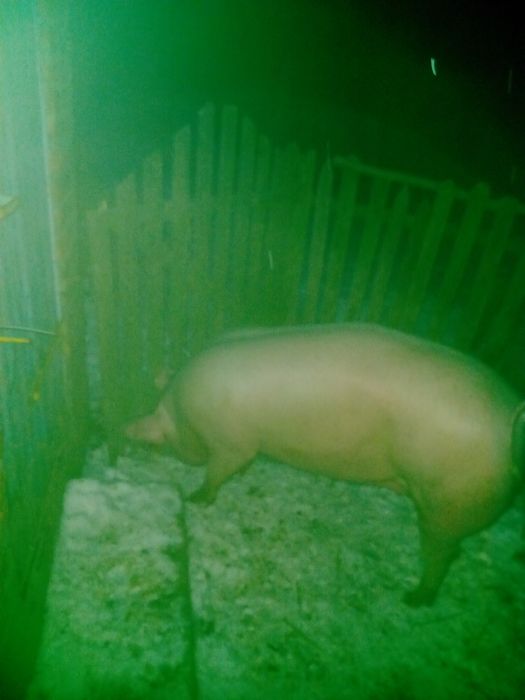 Продам ремку,свинку на свиноматку  мати f1