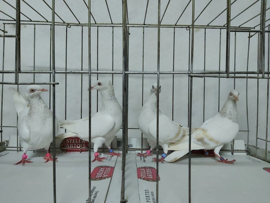 Gołębie Jasne Masłowe