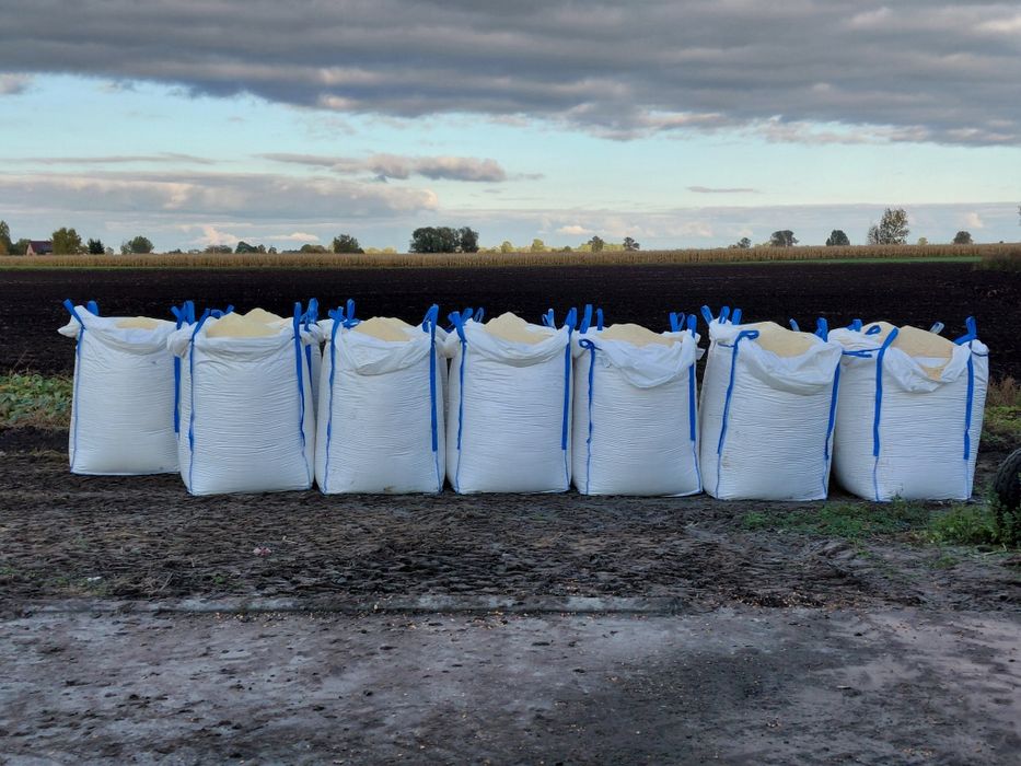 Kukurydza mielona ccm zbiór 2025