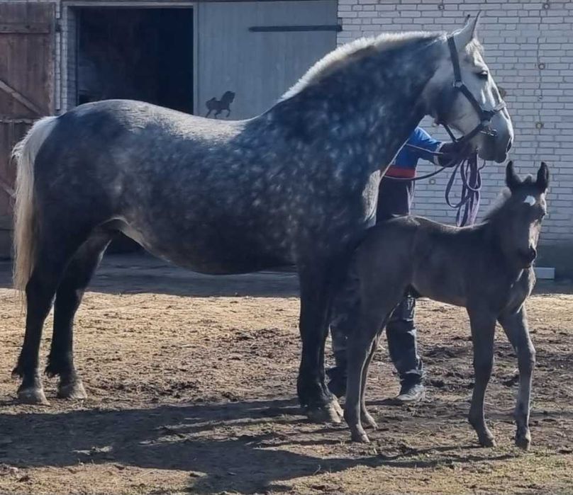 Klacz śląska siwa doplatowa zrebna