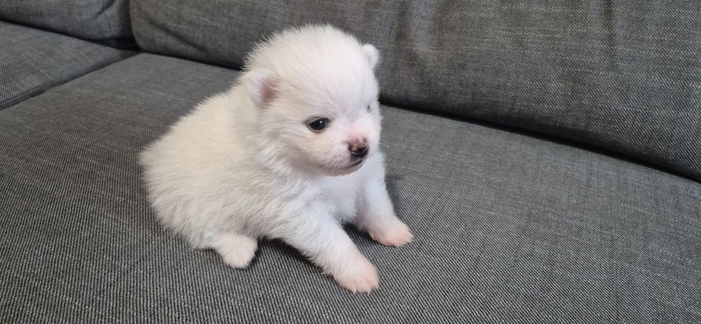 Spitz Anão macho
