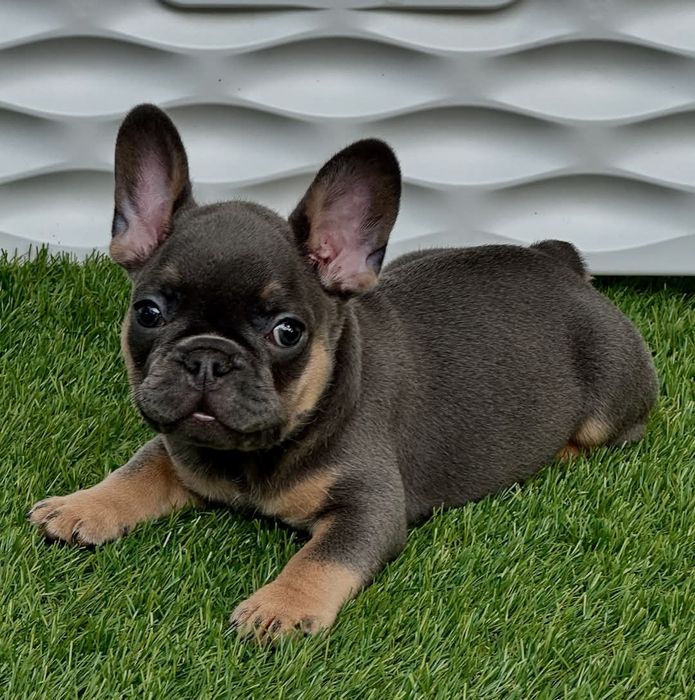 Блакитний хлопець  з підпалом