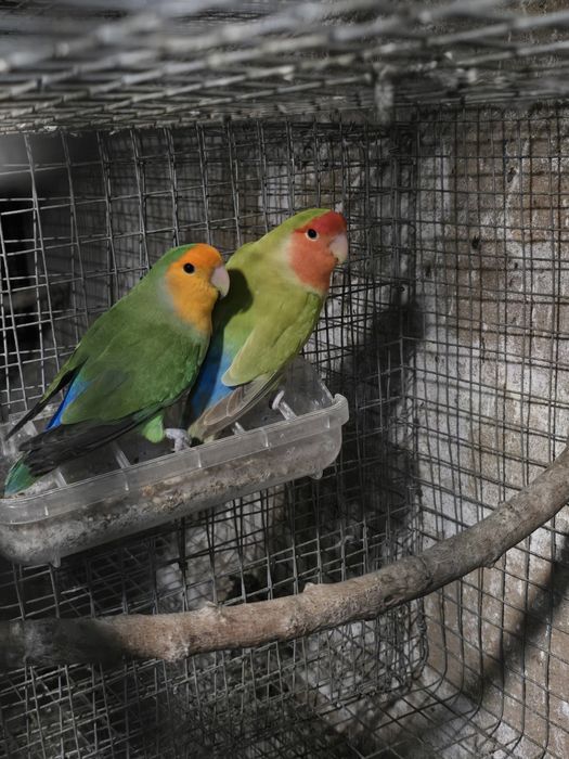 Agapornis Roseicollis Machos