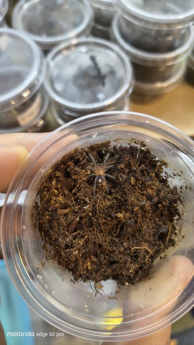 Ptasznik Cyriocosmus perezmilesi L5