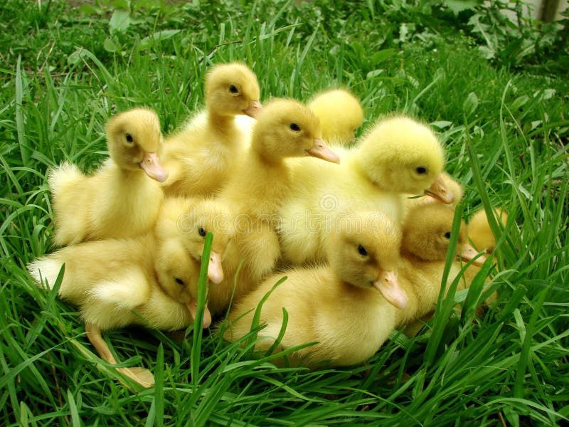 Продам индоутята