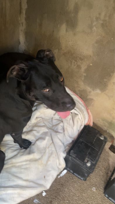 pitbull  tradicional pra adocao 3 anos, TODAS AS VACINAS