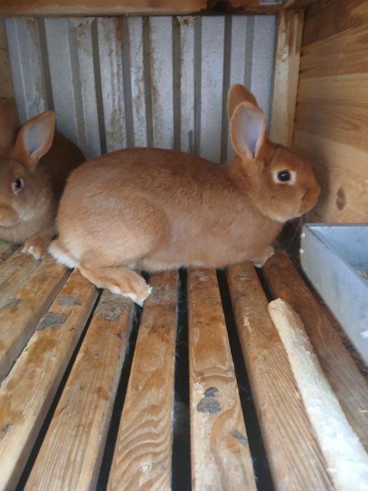 Króliki burgundzkie samce