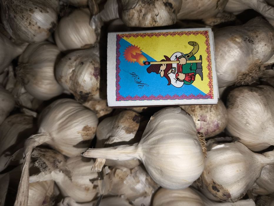 Продам ярий часник 2025р