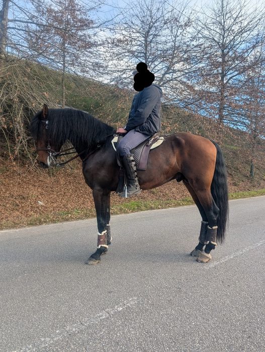 Poldro 4 anos letra R