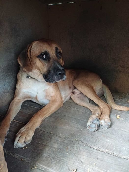 Snoopy pies piesek szuka domu