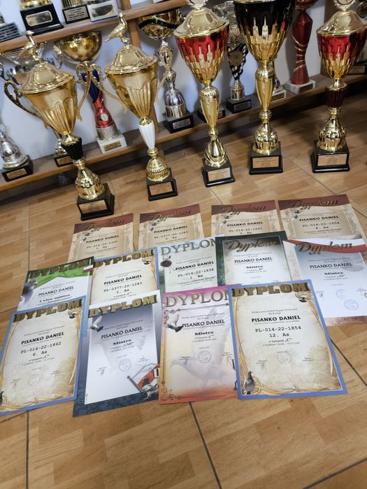 Gołębie pocztowe po wdowcach od wielokrotnego Mistrza okręgu, rejonu